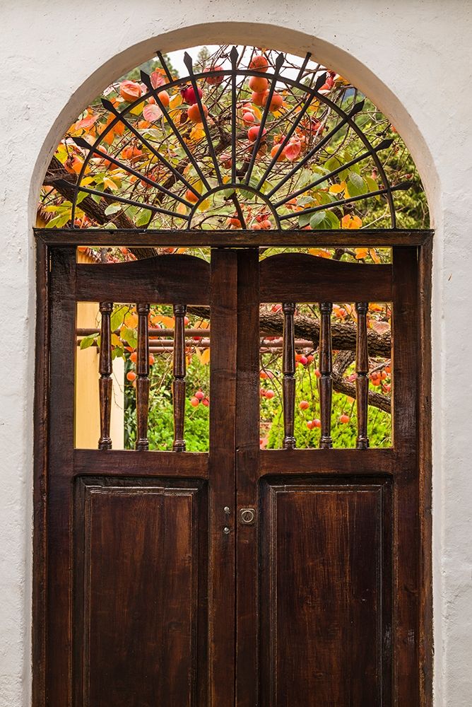 Canary Islands-La Palma Island-Santa Cruz de la Palma-persimmon fruit garden